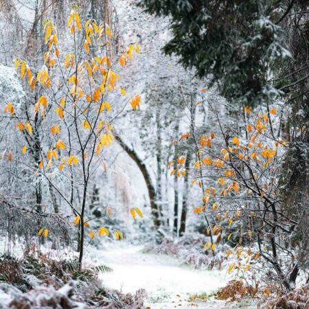 Frozen Whispers – Winter’s Last Leaves