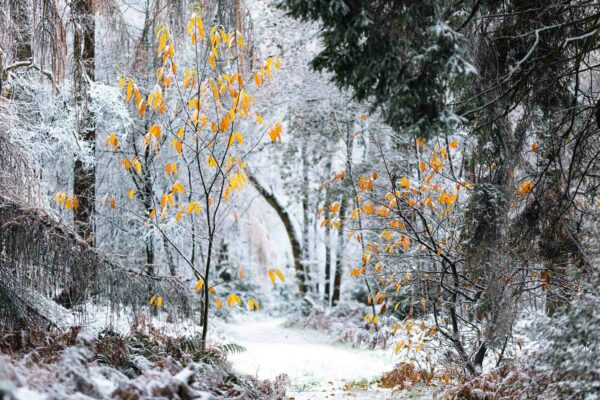 Frozen Whispers – Winter’s Last Leaves